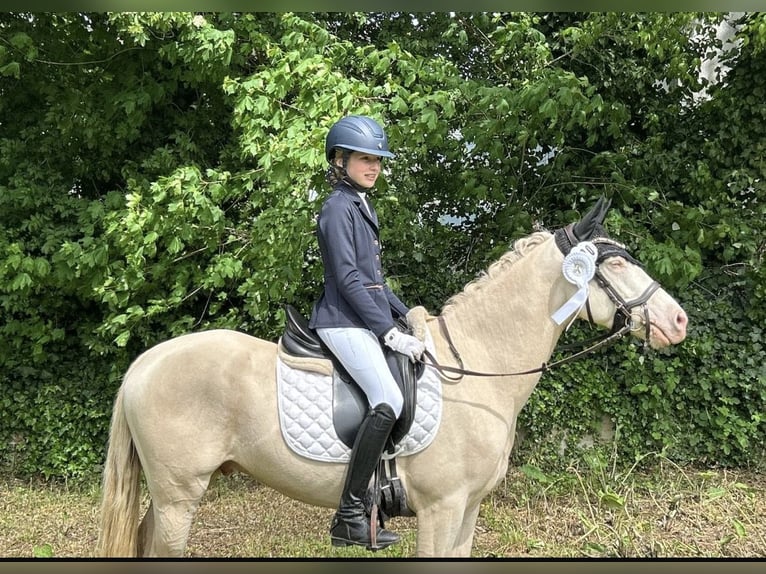 Pony tedesco Castrone 5 Anni 145 cm Cremello in Korschenbroich