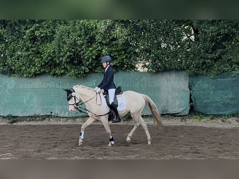 Pony tedesco Castrone 5 Anni 145 cm Cremello in Korschenbroich