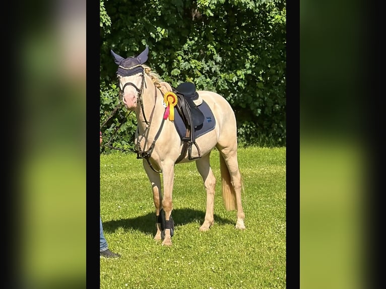 Pony tedesco Castrone 5 Anni 145 cm Cremello in Korschenbroich