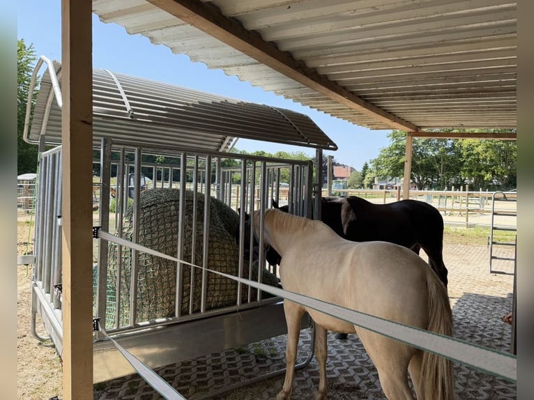 Pony tedesco Castrone 5 Anni 145 cm Cremello in Korschenbroich