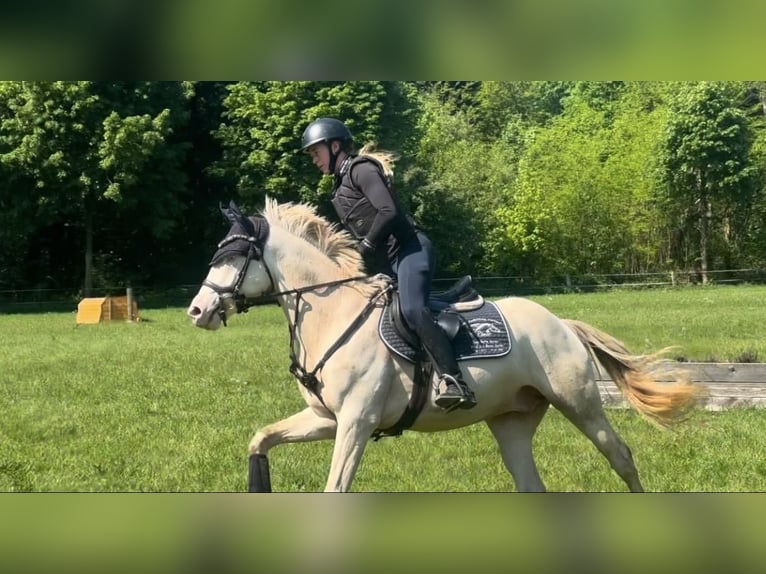 Pony tedesco Castrone 5 Anni 145 cm Cremello in Korschenbroich