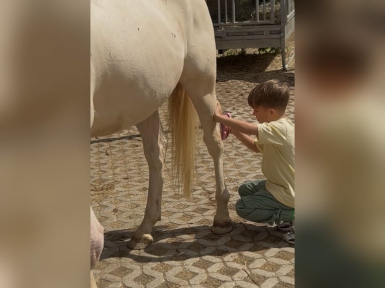 Pony tedesco Castrone 5 Anni 145 cm Cremello in Korschenbroich