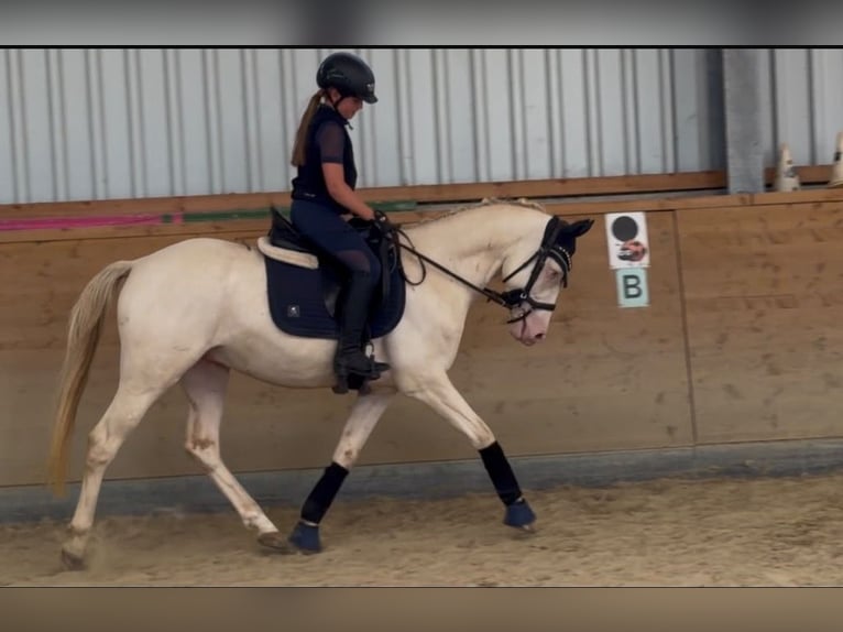 Pony tedesco Castrone 5 Anni 145 cm Cremello in Korschenbroich