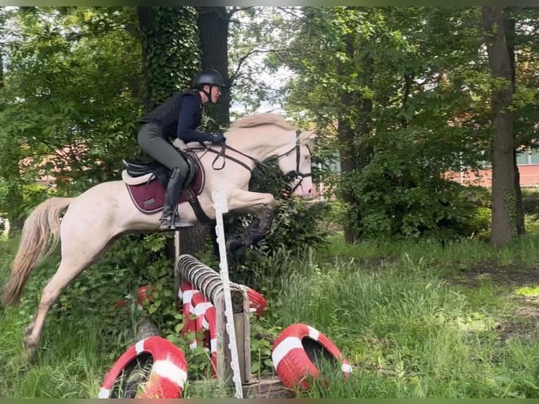 Pony tedesco Castrone 5 Anni 145 cm Cremello in Korschenbroich