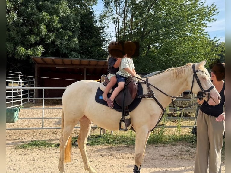 Pony tedesco Castrone 5 Anni 145 cm Cremello in Korschenbroich