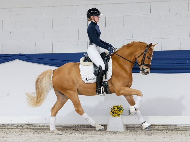 Pony tedesco Castrone 5 Anni 145 cm Sauro in Marsberg Pony tedesco Castrone 5 Anni 145 cm Sauro in Marsberg
