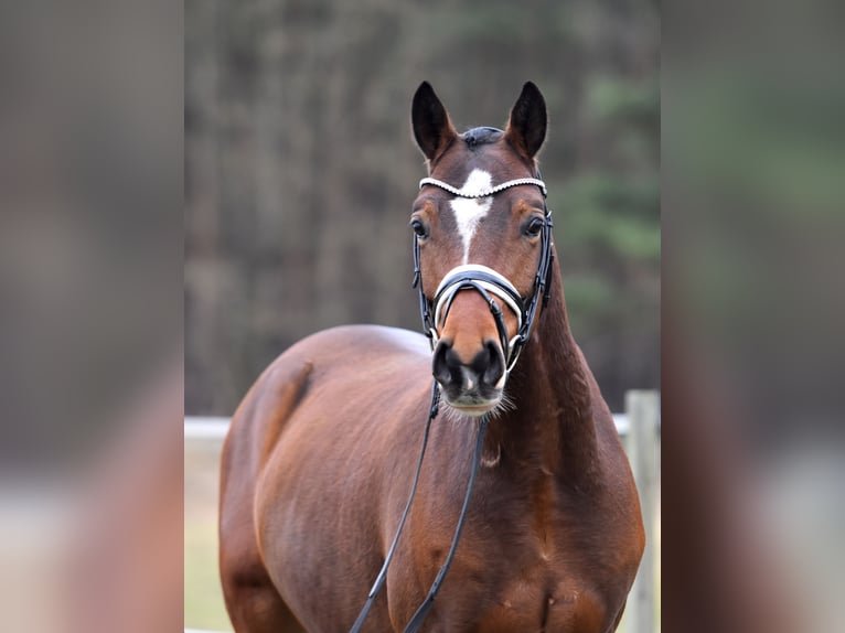 Pony tedesco Castrone 5 Anni 146 cm Baio in Klötze