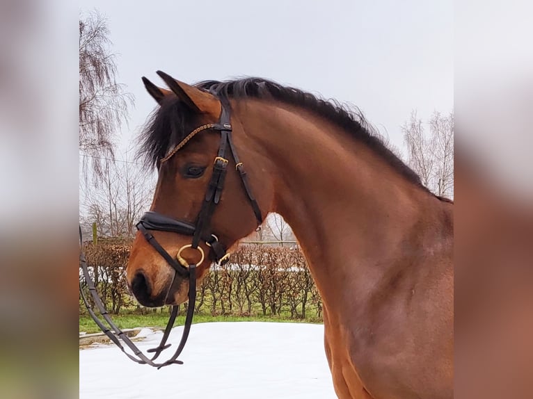 Pony tedesco Castrone 5 Anni 146 cm Baio in Frelsdorf