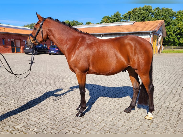 Pony tedesco Castrone 5 Anni 146 cm Baio in Frelsdorf