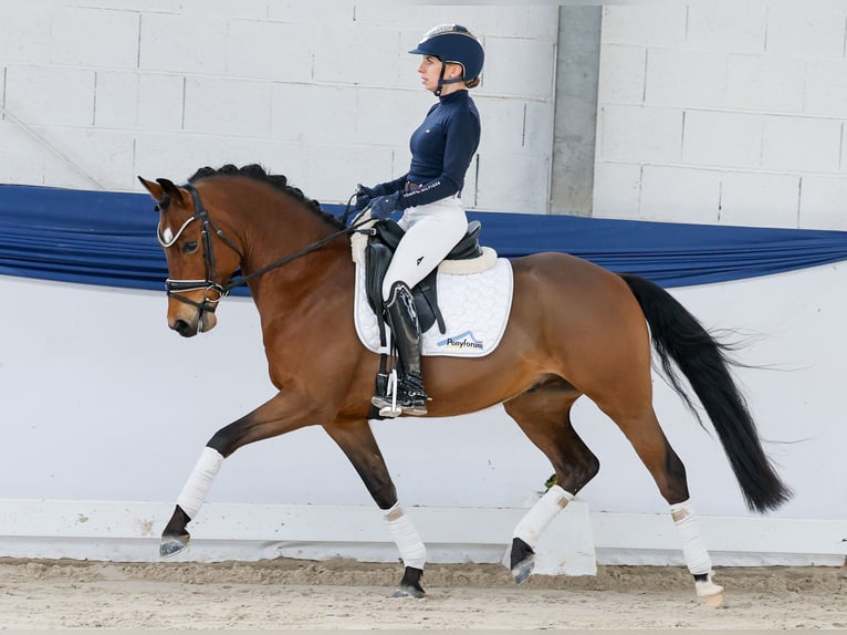 Pony tedesco Castrone 5 Anni 146 cm Baio in Marsberg