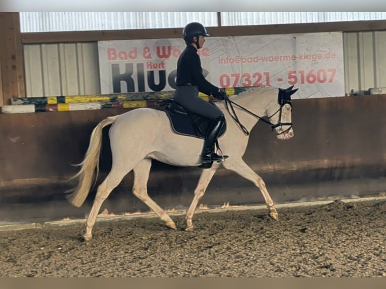 Pony tedesco Castrone 5 Anni 146 cm Cremello in Gerstetten