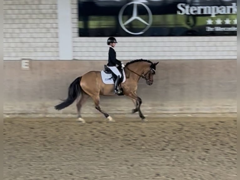 Pony tedesco Castrone 5 Anni 146 cm Falbo in Hagen