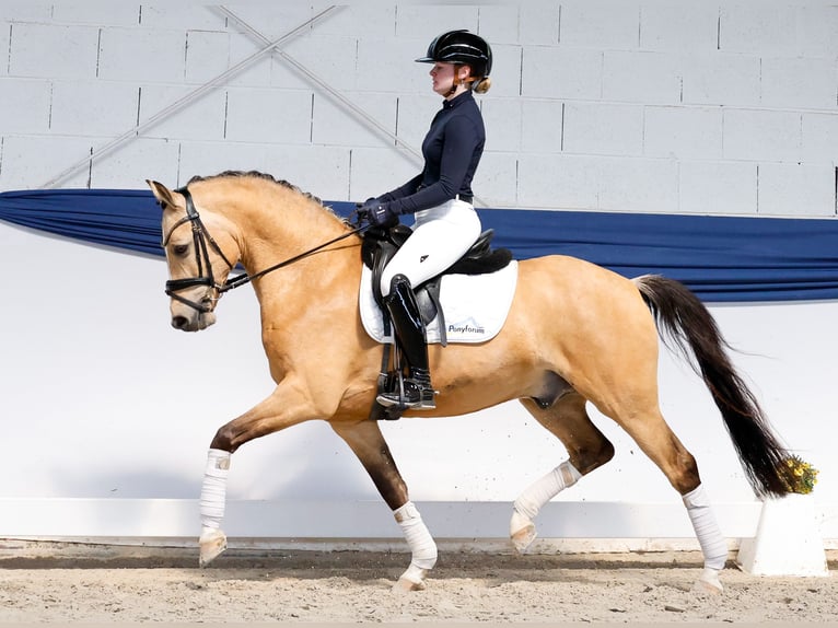 Pony tedesco Castrone 5 Anni 146 cm Falbo in Marsberg