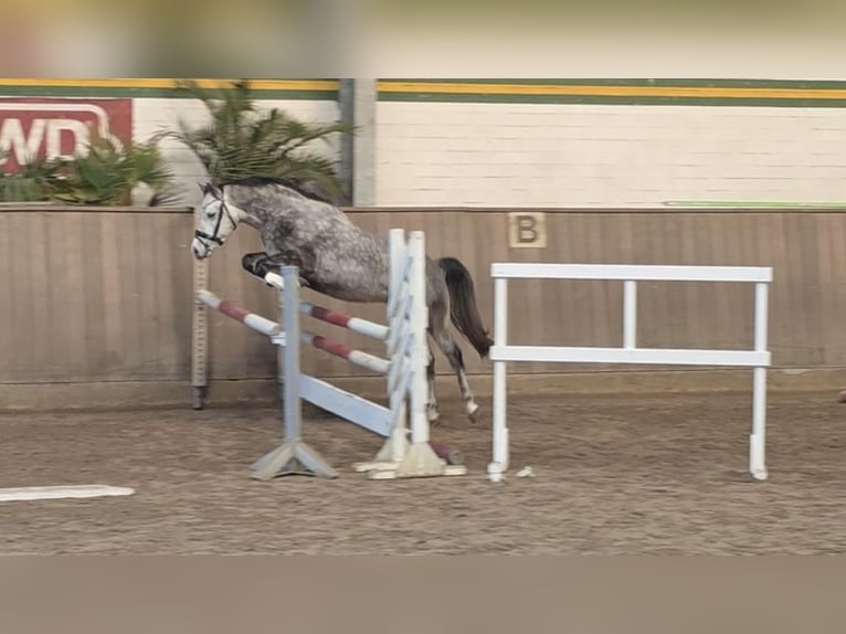 Pony tedesco Castrone 5 Anni 146 cm Grigio in Treuenbrietzen