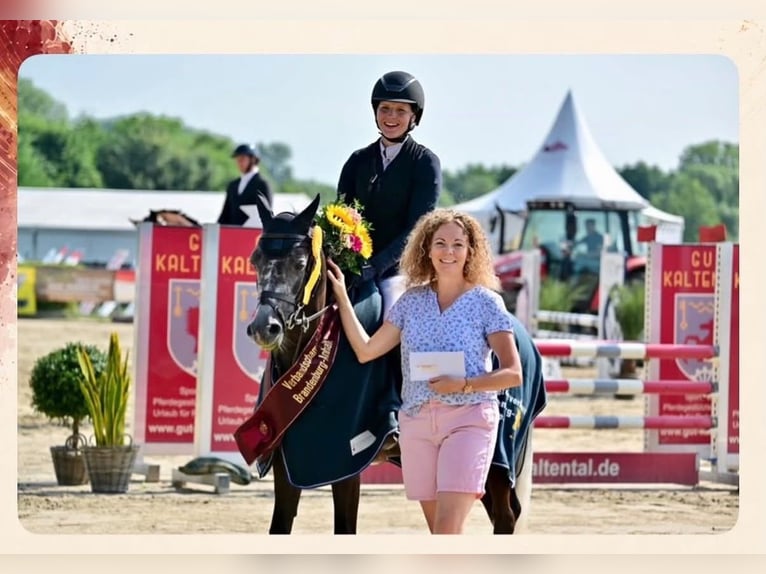 Pony tedesco Castrone 5 Anni 146 cm Grigio in Melle