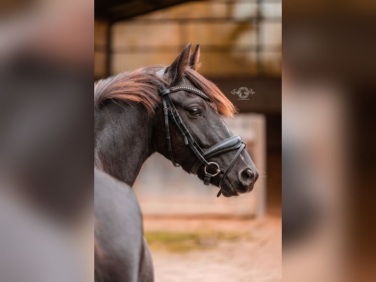 Pony tedesco Castrone 5 Anni 146 cm Morello in Schwerte