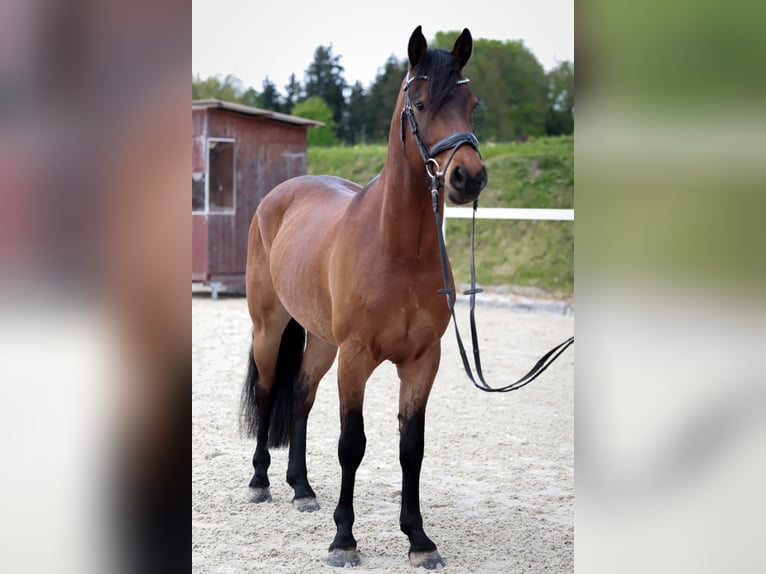 Pony tedesco Castrone 5 Anni 147 cm Baio in Neukirchen