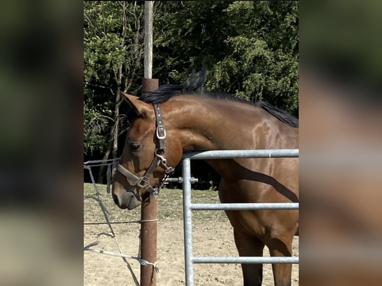 Pony tedesco Castrone 5 Anni 147 cm Baio in Engelskirchen