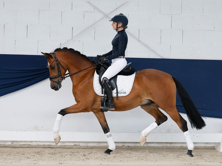 Pony tedesco Castrone 5 Anni 147 cm Baio in Marsberg