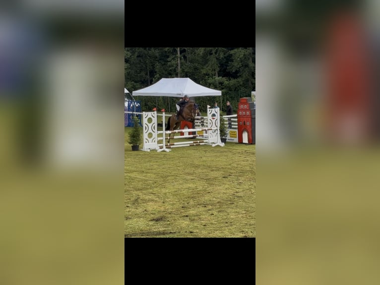 Pony tedesco Castrone 5 Anni 147 cm Baio in Cloppenburg