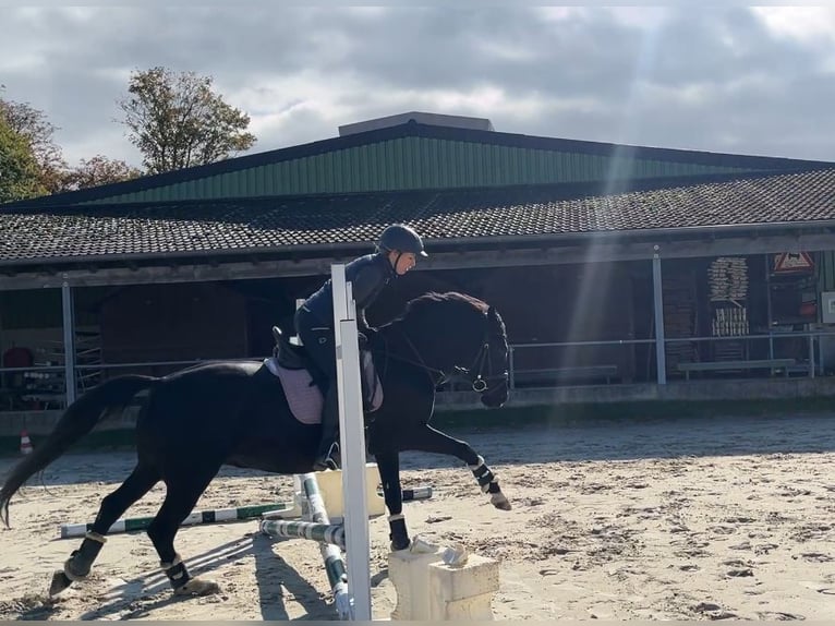 Pony tedesco Castrone 5 Anni 147 cm Morello in Dortmund