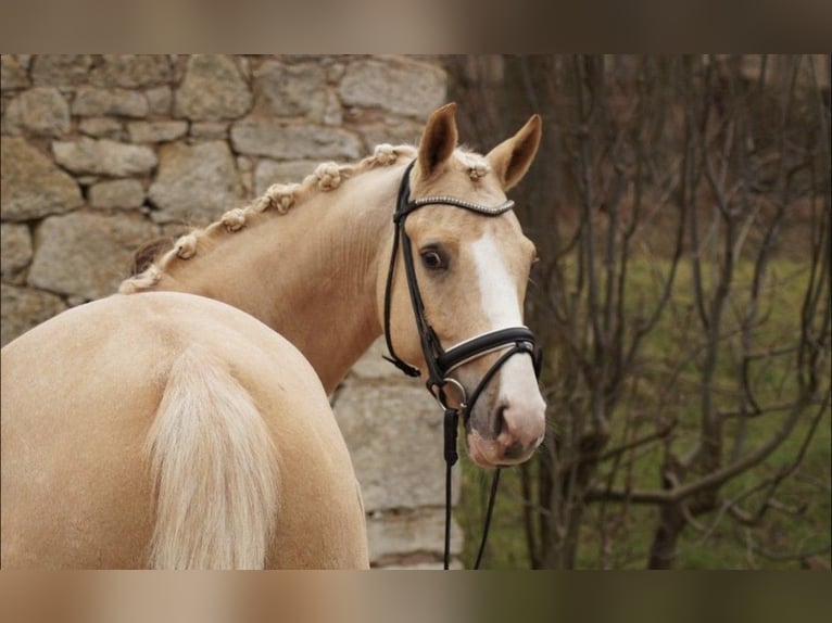 Pony tedesco Castrone 5 Anni 147 cm Palomino in Werder