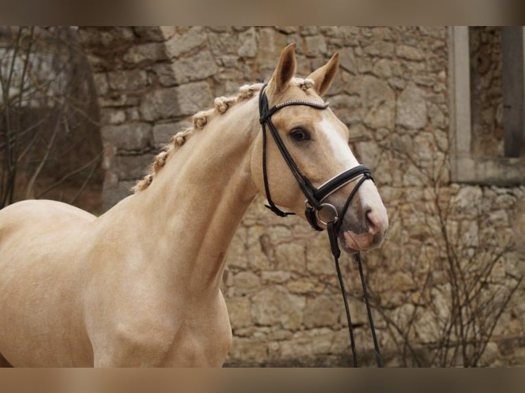 Pony tedesco Castrone 5 Anni 147 cm Palomino in Werder