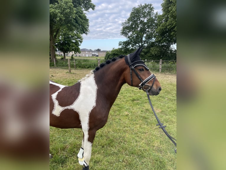 Pony tedesco Castrone 5 Anni 147 cm Pezzato in Osnabrück