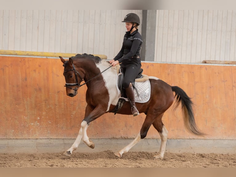 Pony tedesco Castrone 5 Anni 147 cm Pezzato in Osnabrück