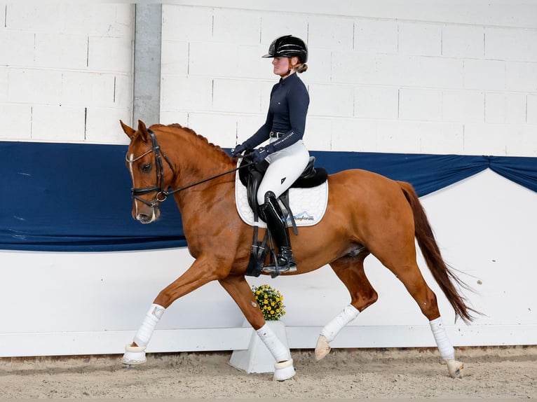 Pony tedesco Castrone 5 Anni 147 cm Sauro in Marsberg