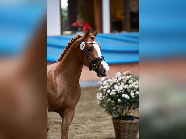 Pony tedesco Castrone 5 Anni 147 cm Sauro in Neunkirchen