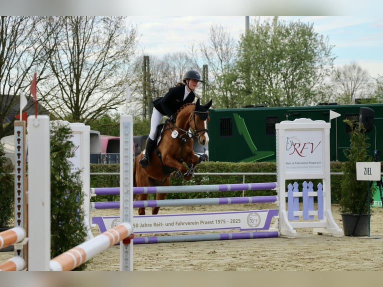 Pony tedesco Castrone 5 Anni 147 cm Sauro in Goch