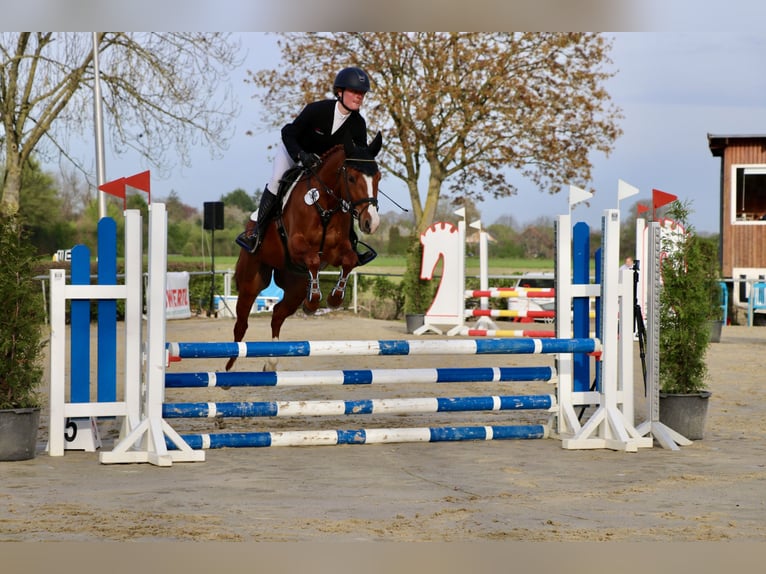 Pony tedesco Castrone 5 Anni 147 cm Sauro in Goch