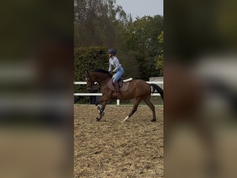 Pony tedesco Castrone 5 Anni 148 cm Baio in Buxtehude