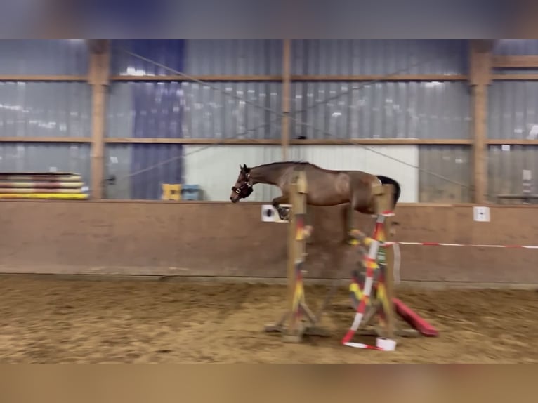 Pony tedesco Castrone 5 Anni 148 cm Baio in Buxtehude