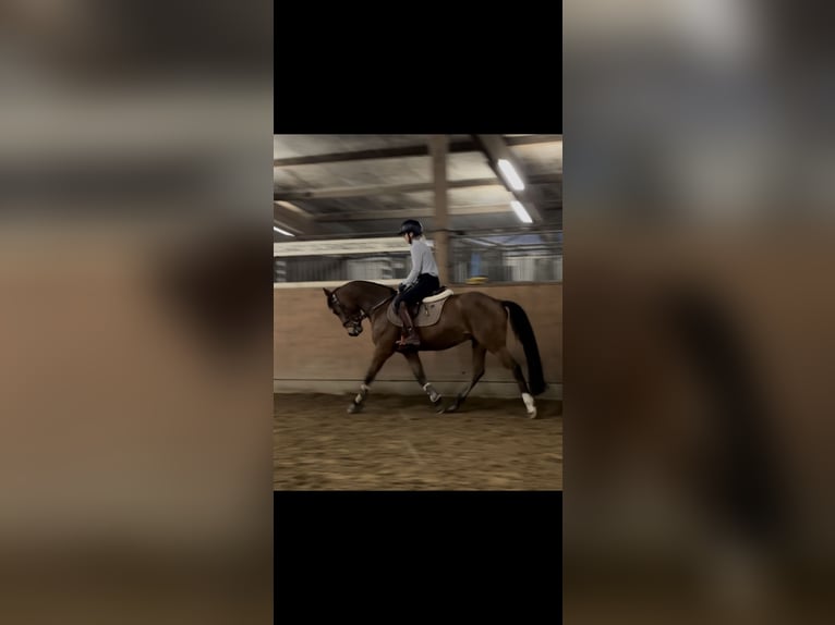 Pony tedesco Castrone 5 Anni 148 cm Baio in Buxtehude