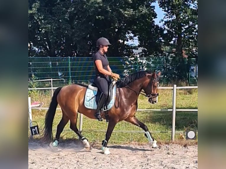 Pony tedesco Castrone 5 Anni 148 cm Baio scuro in Esens