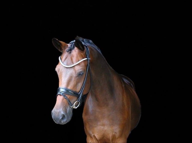 Pony tedesco Castrone 5 Anni 148 cm Baio scuro in Recke, bei Osnabrück