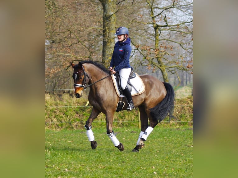 Pony tedesco Castrone 5 Anni 148 cm in Krumstedt