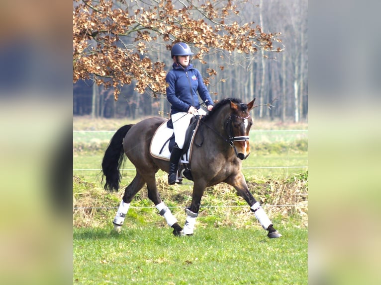 Pony tedesco Castrone 5 Anni 148 cm in Krumstedt