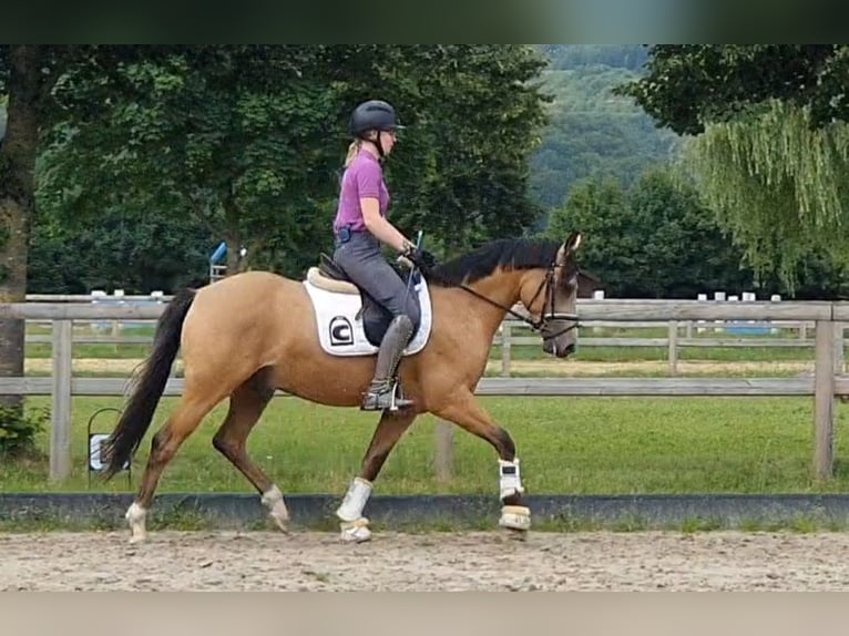 Pony tedesco Castrone 5 Anni 148 cm Falbo in Lienen