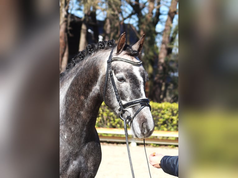 Pony tedesco Castrone 5 Anni 148 cm Grigio in Reeßum