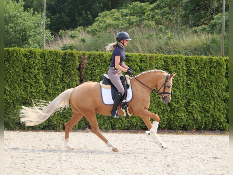 Pony tedesco Castrone 5 Anni 148 cm Palomino in Geilenkirchen
