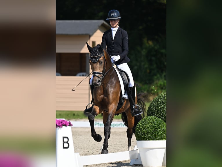 Pony tedesco Castrone 5 Anni 148 cm Pelle di daino in Vettweiß