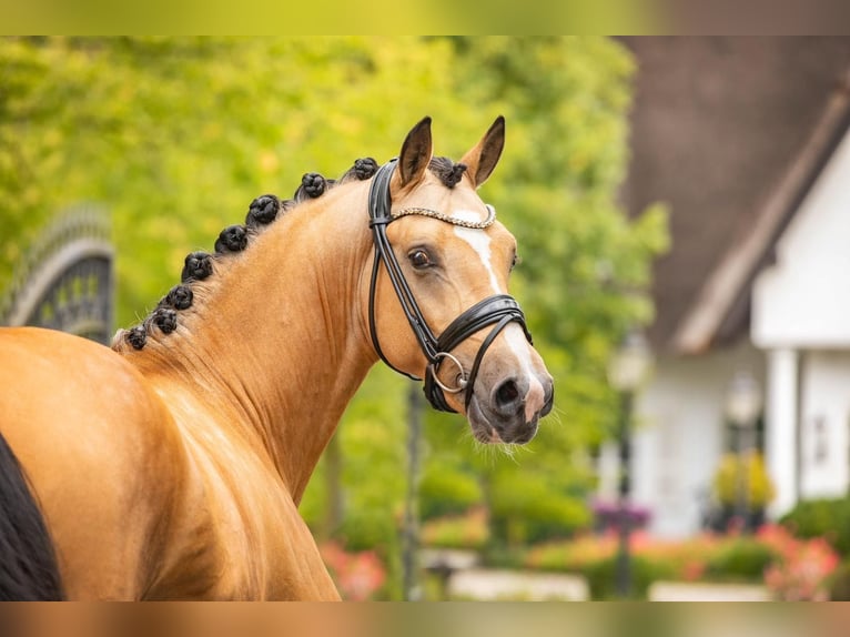 Pony tedesco Castrone 5 Anni 148 cm Pelle di daino in Friesoythe