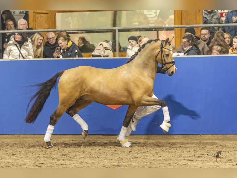 Pony tedesco Castrone 5 Anni 148 cm Pelle di daino in Friesoythe