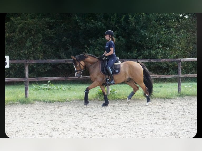 Pony tedesco Castrone 5 Anni 148 cm Pelle di daino in Prinzhöfte