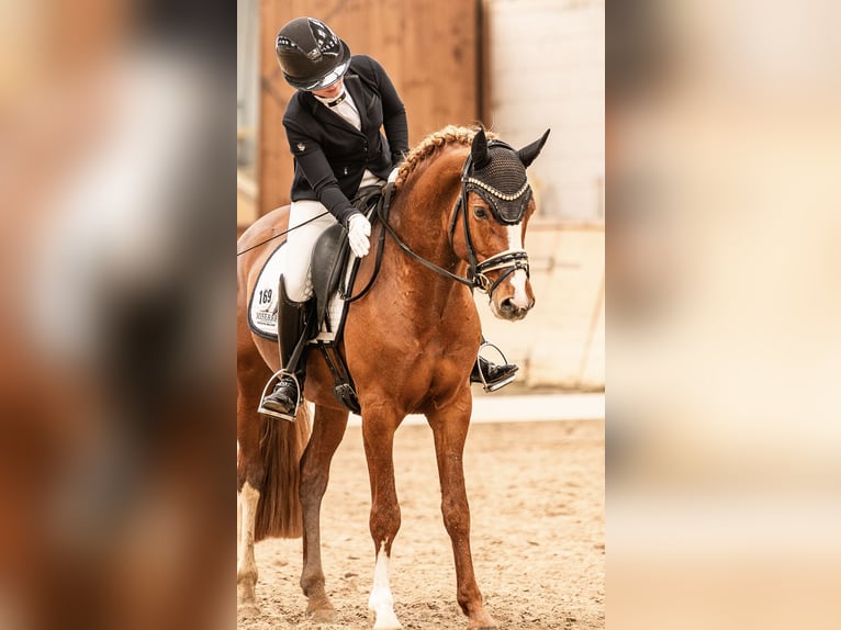 Pony tedesco Castrone 5 Anni 148 cm Sauro in Springe