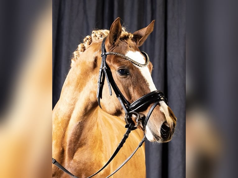 Pony tedesco Castrone 5 Anni 148 cm Sauro in Springe