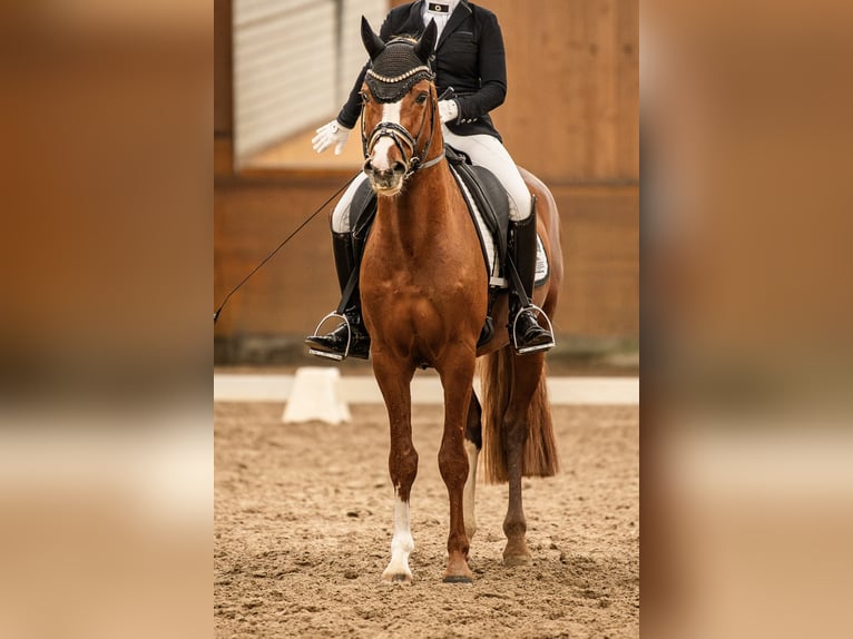 Pony tedesco Castrone 5 Anni 148 cm Sauro in Springe